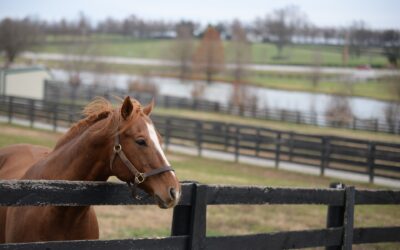 Christie’s International Real Estate opens Central Kentucky location