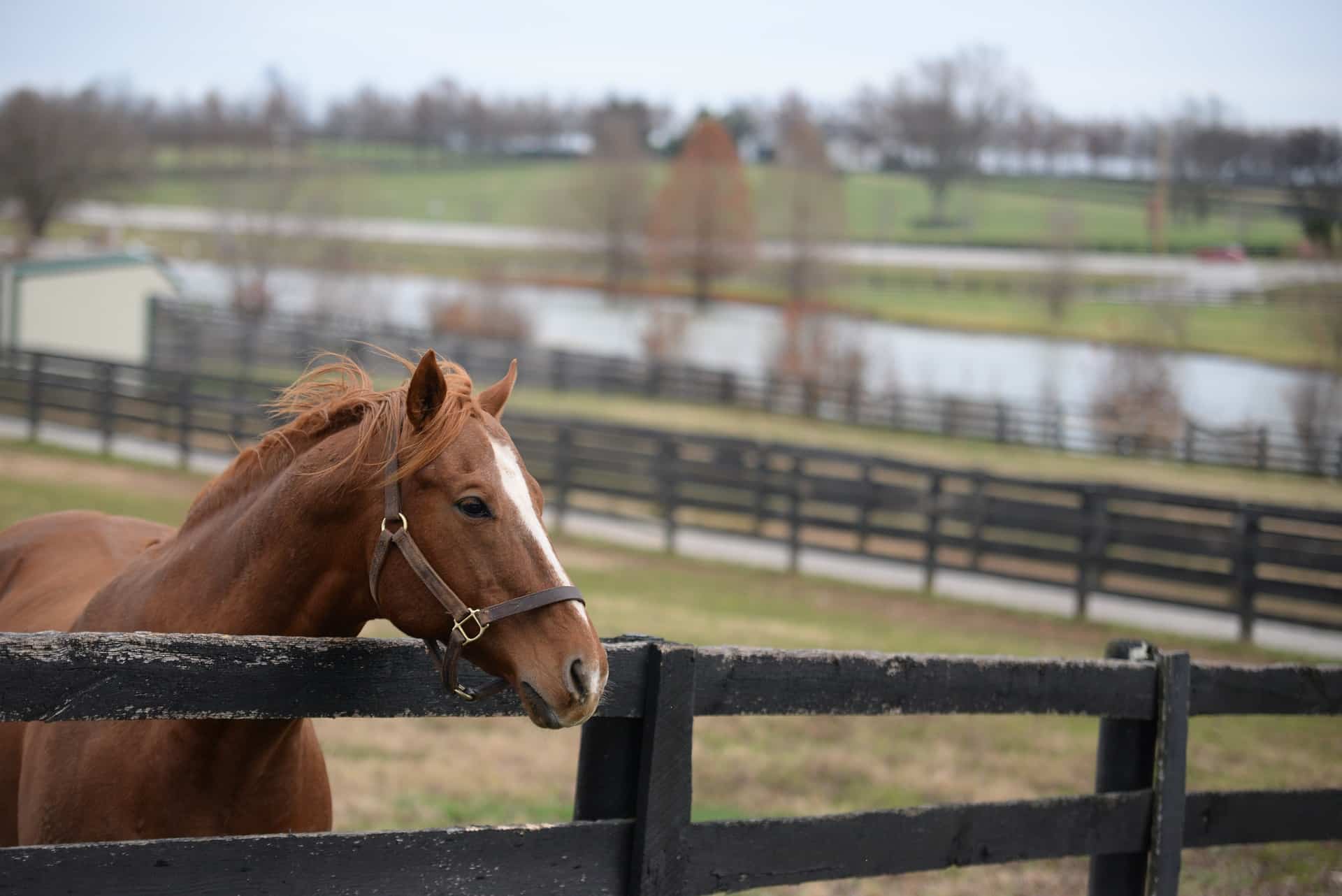 horse-7043991_1920 Central Kentucky