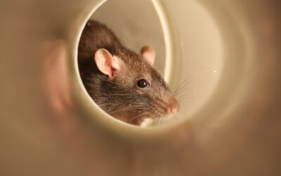 The Rattiest City in America Is…