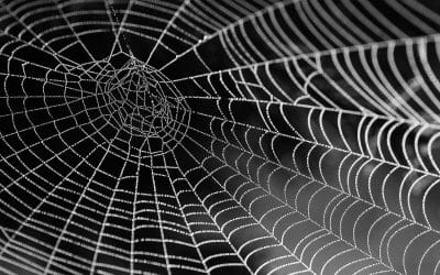 Sitzer/Burnett Plaintiff: ‘Realtors Are Controlled by a Huge Spider Web’