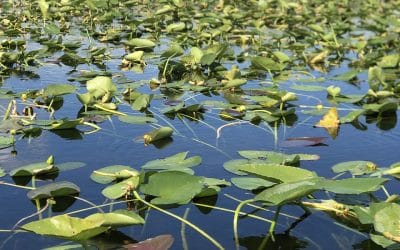 Florida Acquires Nearly 28,000 Acres of Natural Lands for Conservation
