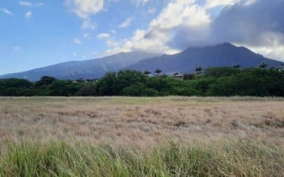 Maui County Donates 7 Lots to Nonprofit for Affordable Housing