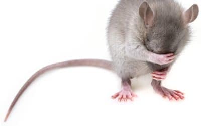 The Rattiest City in America Is…