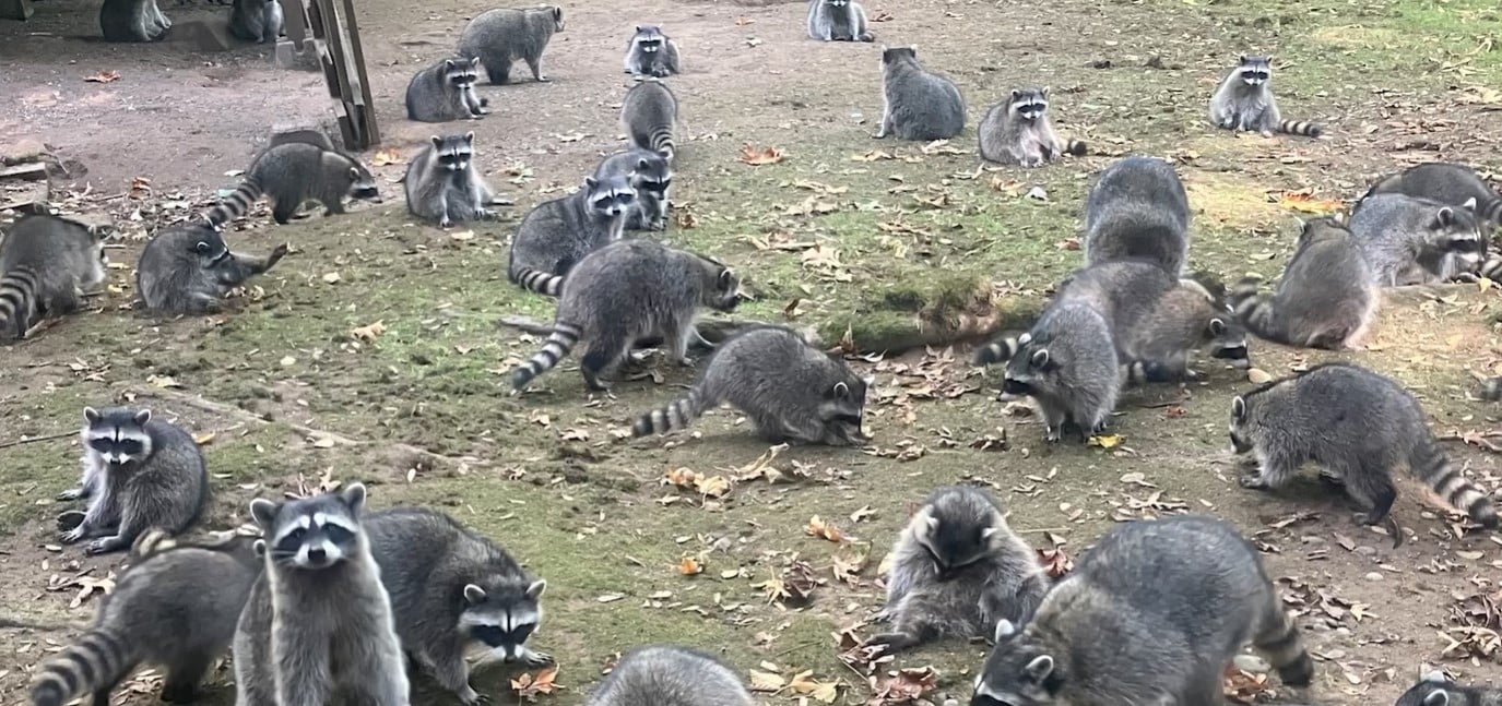 raccoons