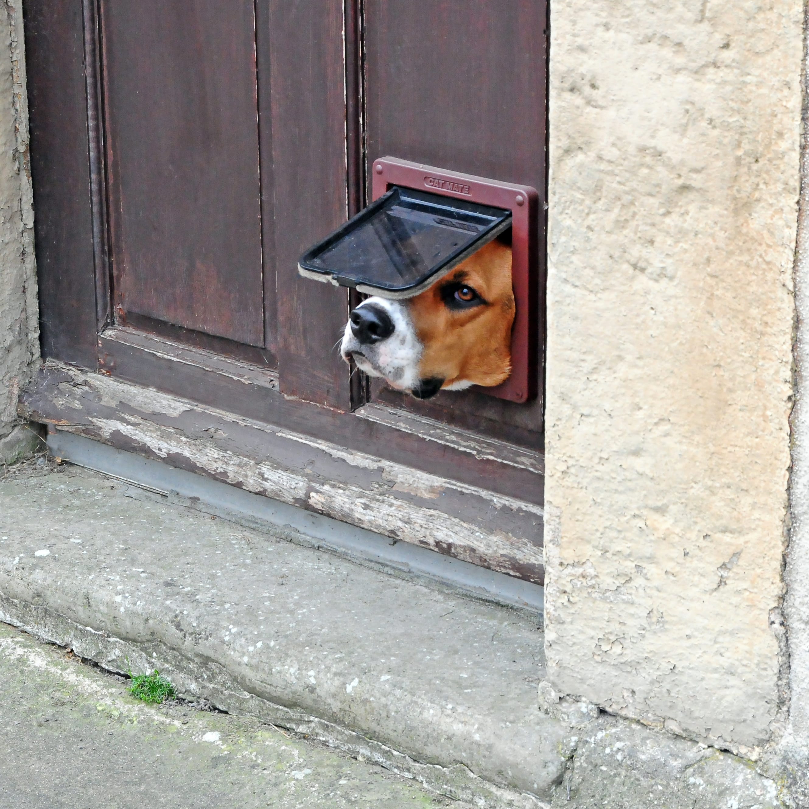 Dog head poking out of Cat Flap