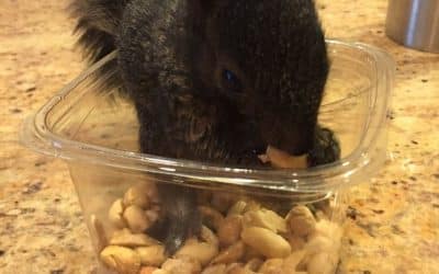 A Phil Hall Op-Ed: If Peanut the Squirrel Joined Tren de Aragua