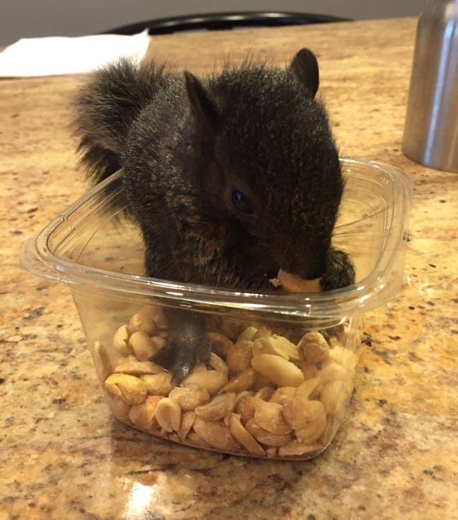 Peanut the Squirrel