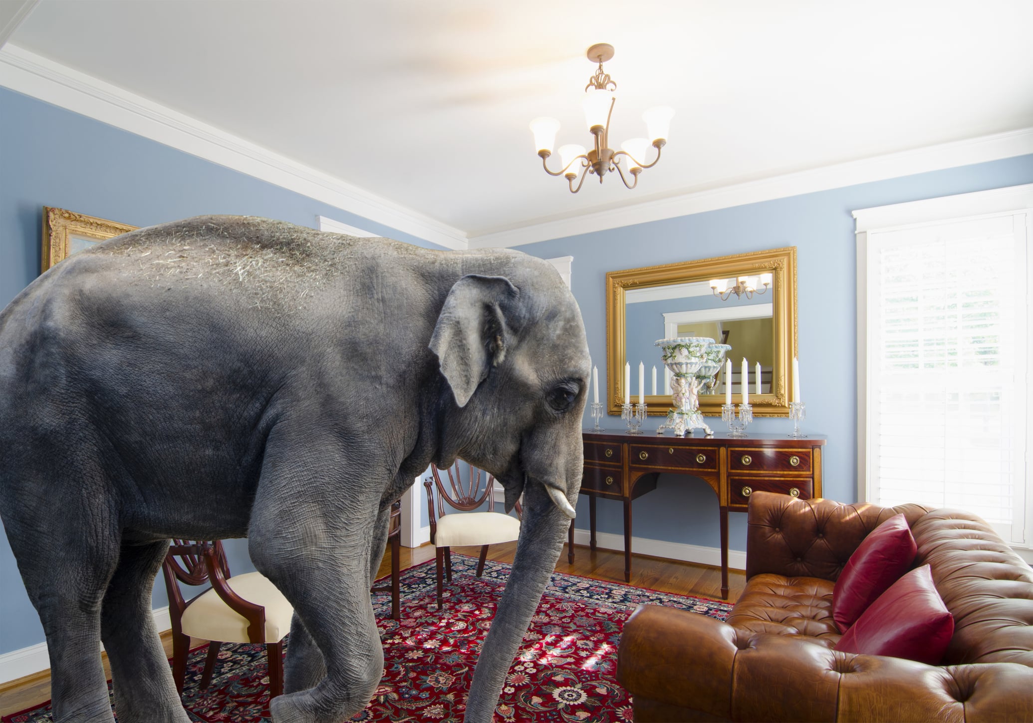 Elephant in the Room