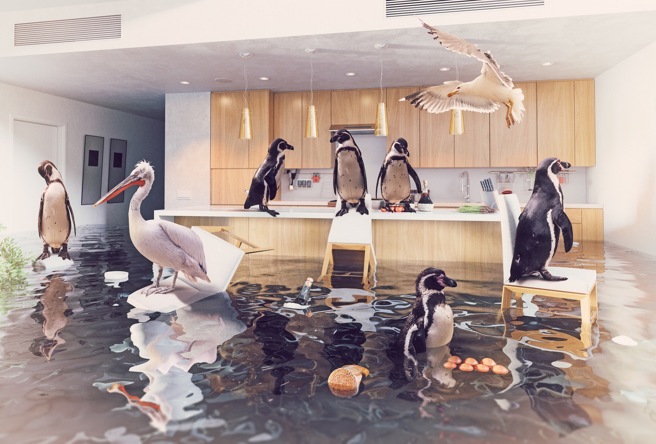 birds in the flooding kitchen