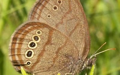 Endangered Butterfly’s Indiana Wetland Home is Bought by Conservation Group