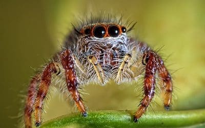 English Housing Development Disrupted by Endangered Spider Colony