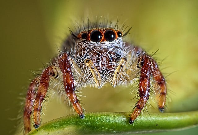 English Housing Development Disrupted by Endangered Spider Colony