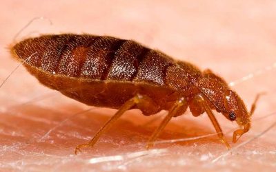 America’s Most Bed Bug-Infested City Is…