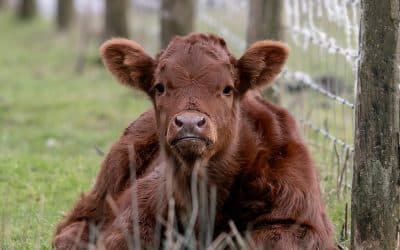 NJ Governor Intervenes to Stop Eminent Domain Seizure of 175-Year-Old Family Farm