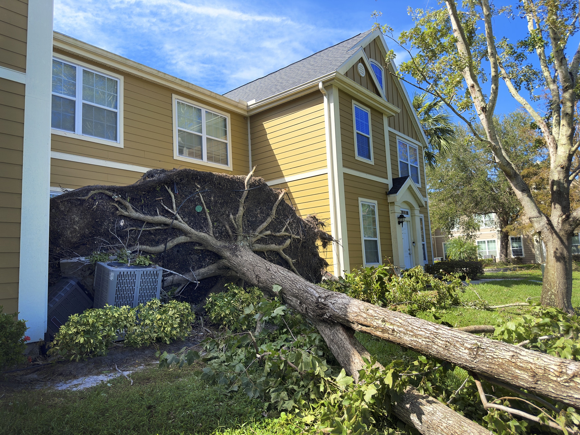Close up large fallen tree by house after hurricane