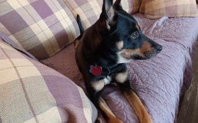 New Study Highlights the Most Pet-Friendly Cities