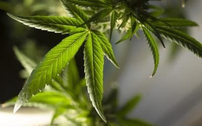 NYC Man Pleads Guilty to Using Mortgage Fraud for Buying Maine Marijuana Grow House