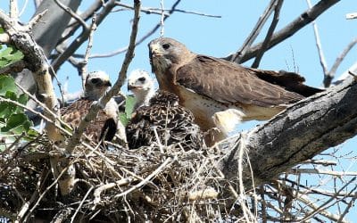 California Builders Seek to Drop Endangered Status for Swainson’s Hawk
