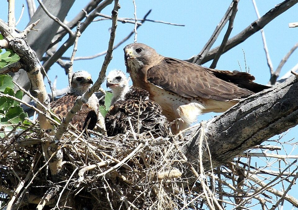 California Builders Seek to Drop Endangered Status for Swainson’s Hawk