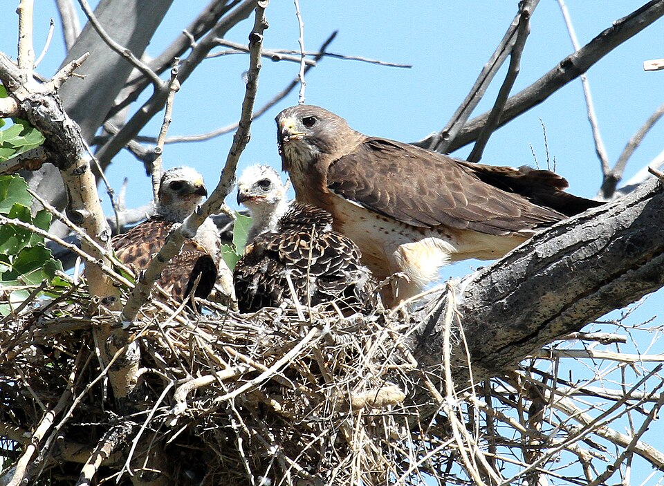 Swainson’s_Hawk_and_Nestlings,_Weld_County,_Colorado