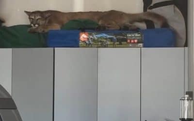 Utah Real Estate Agent Discovers Mountain Lion Inside Open House