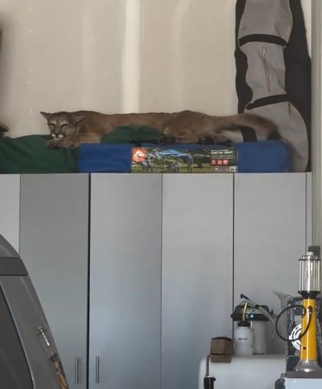 mountain lion