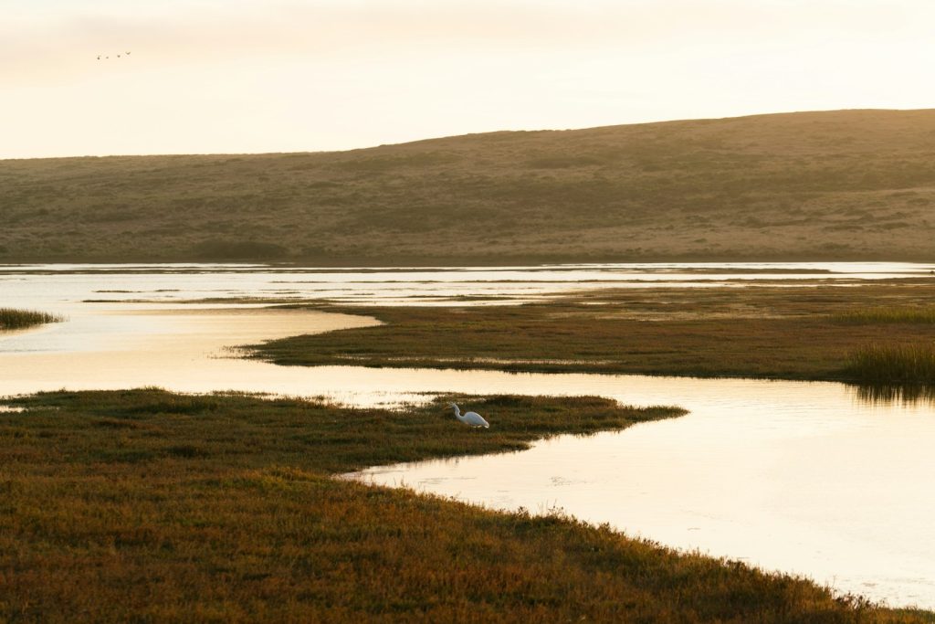 Coastal wetlands landscape illustrative